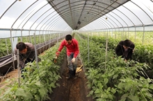 Hàn Quốc nâng cấp hệ thống cấp phép để đón lao động nước ngoài