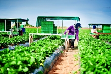 Cảnh báo tình trạng lừa đảo đưa lao động Việt Nam đi làm việc tại Ô-xtrây-li-a trong ngành nông nghiệp
